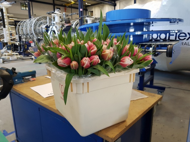 A bunch of tulips